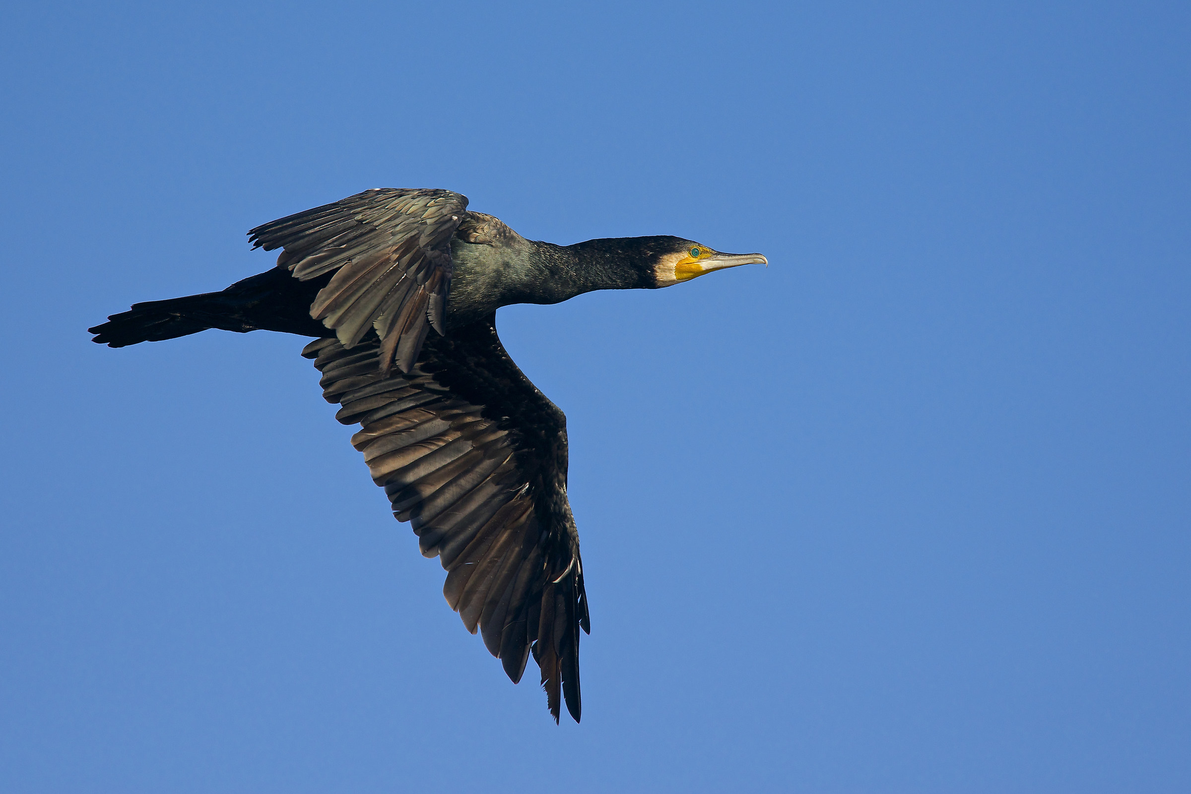 Cormorano