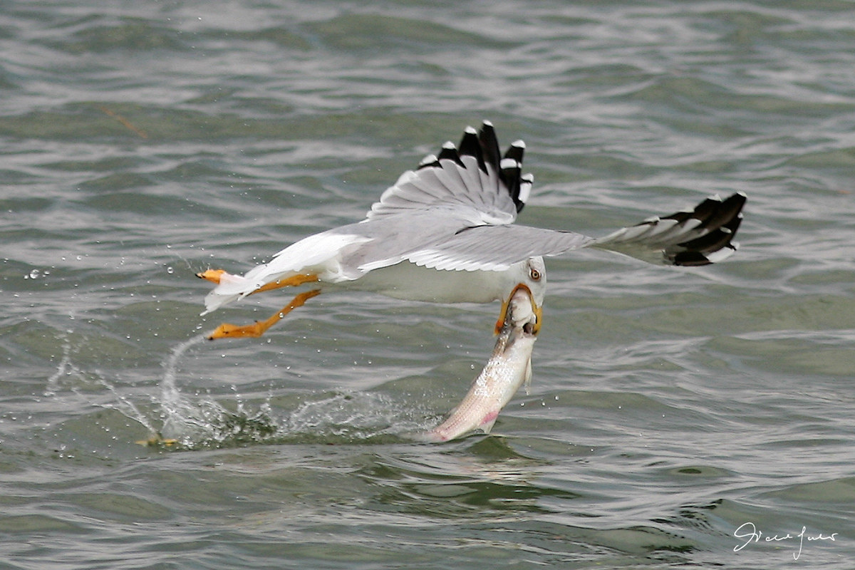 fishing herring gull