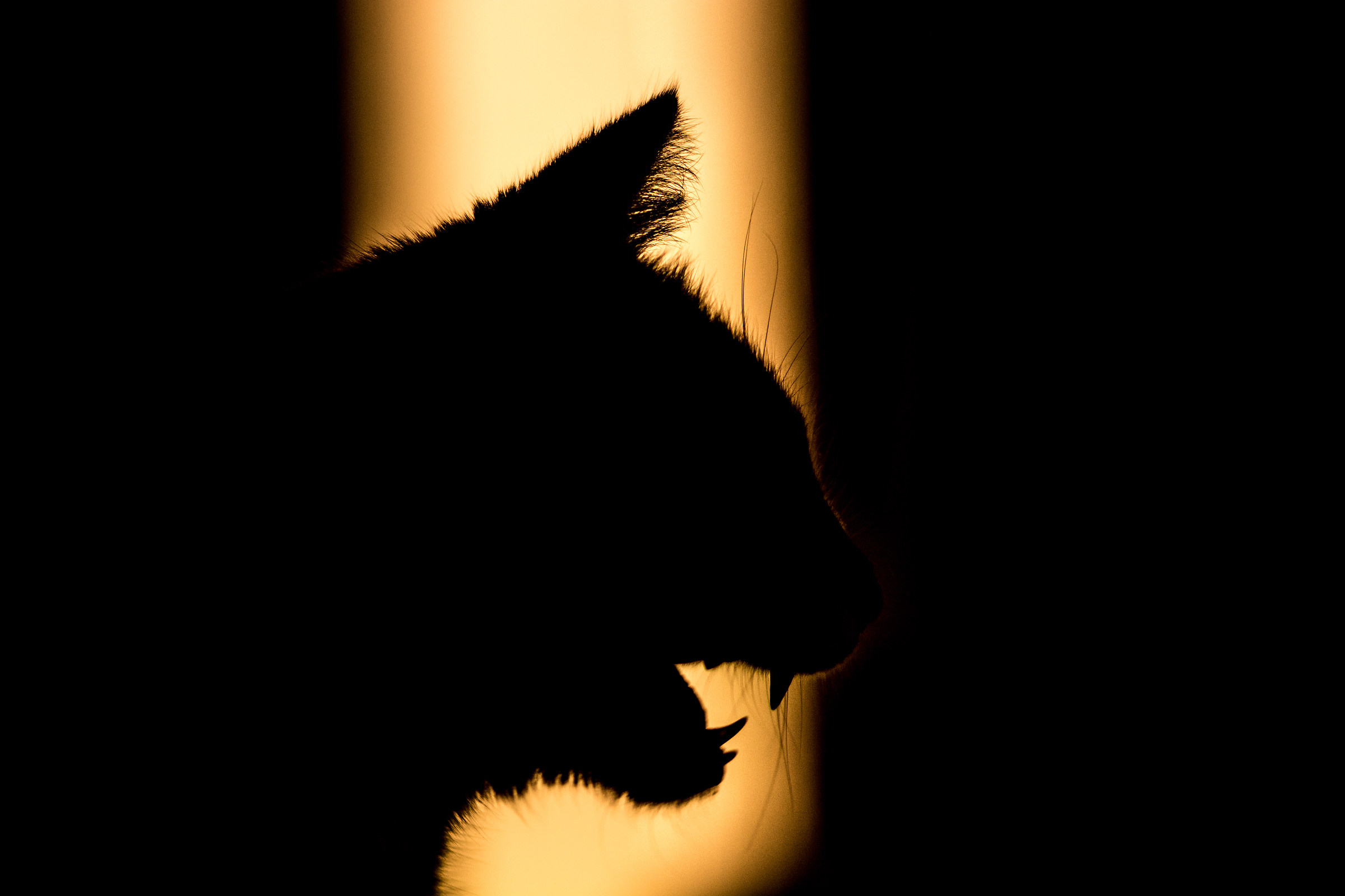 The king of the house