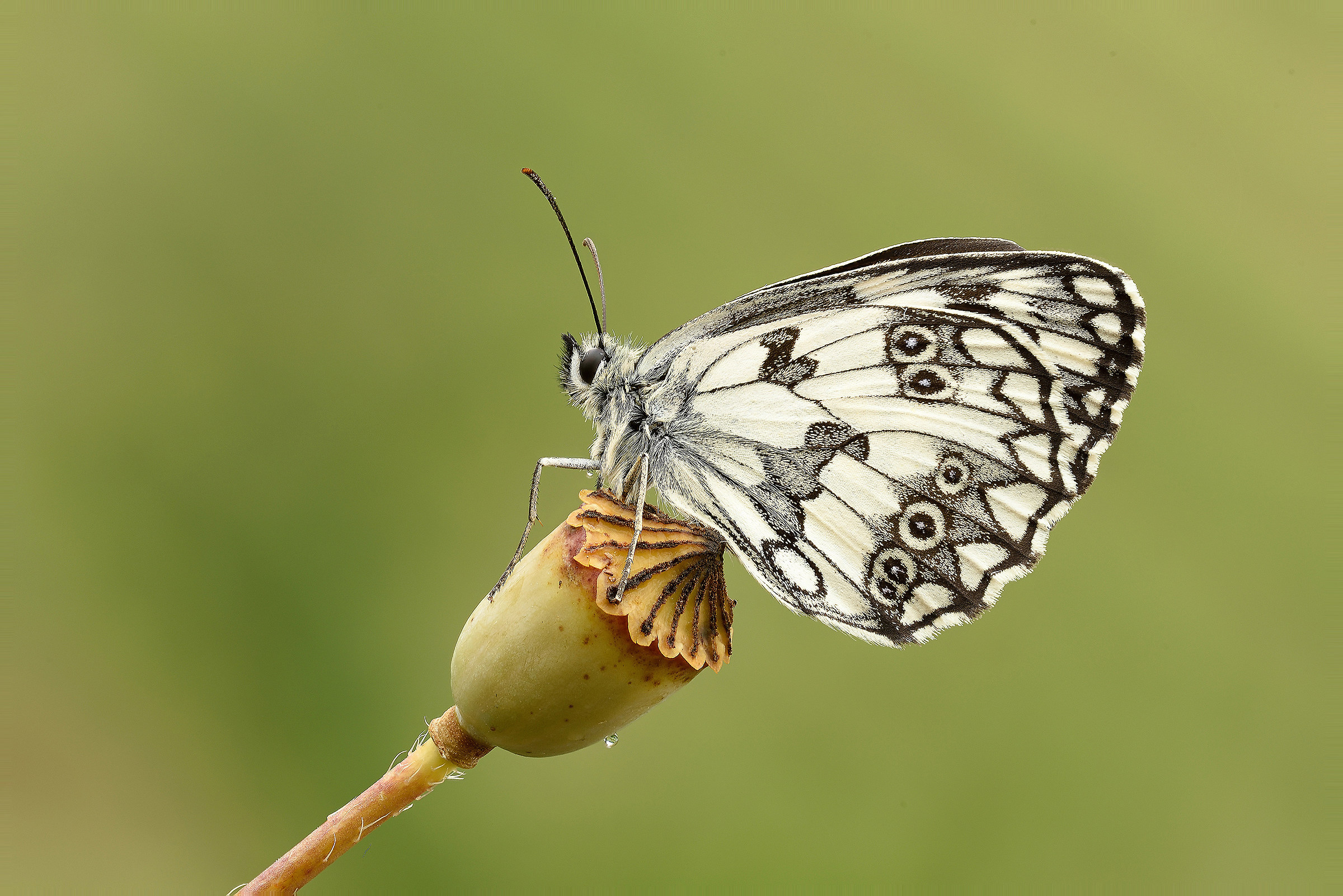 Melanargia galathea