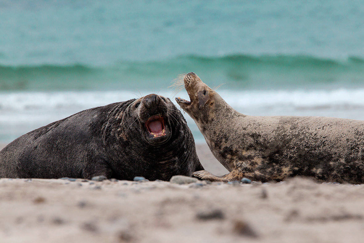 Grey seals fighting