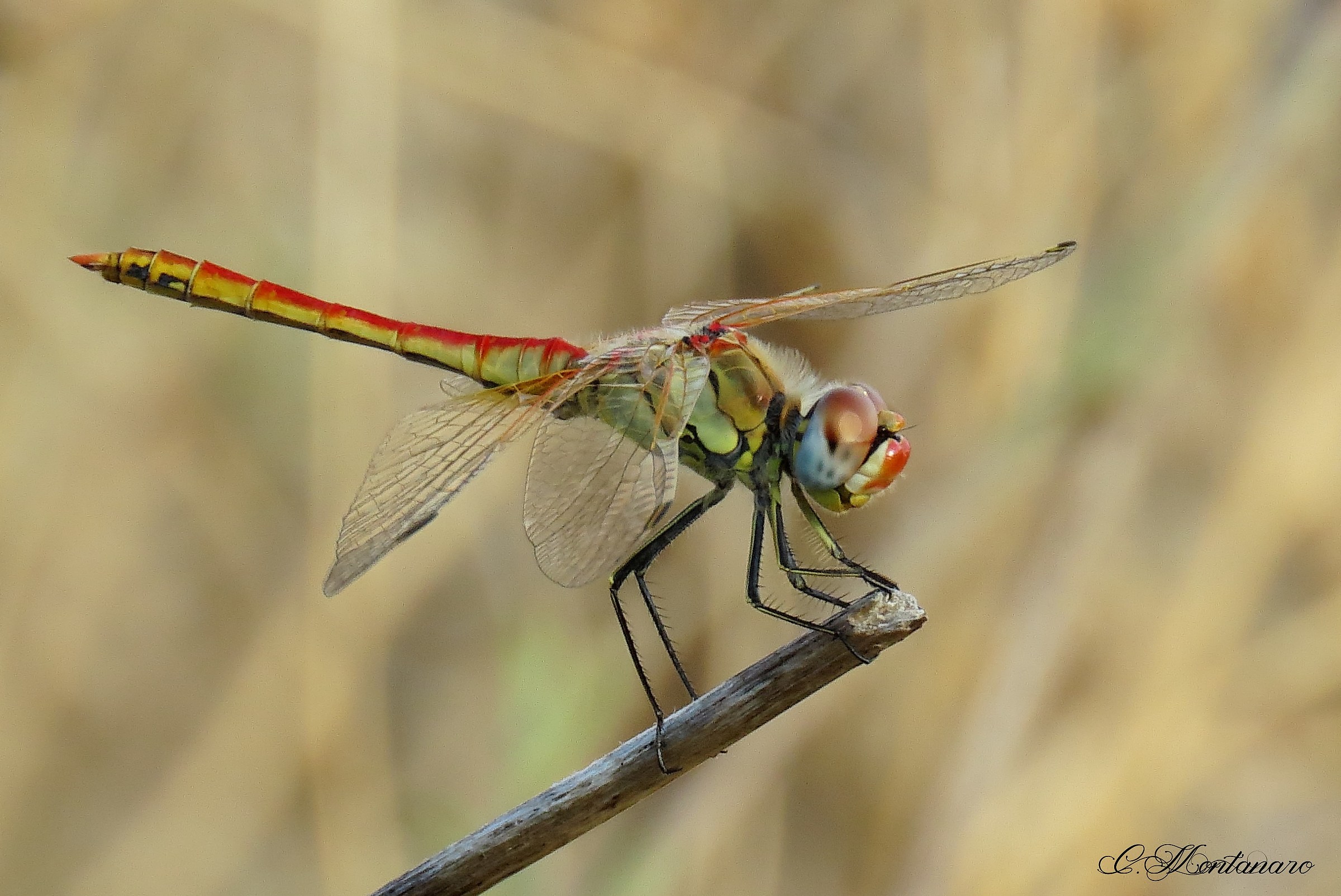 Sympetrum fonscolombii