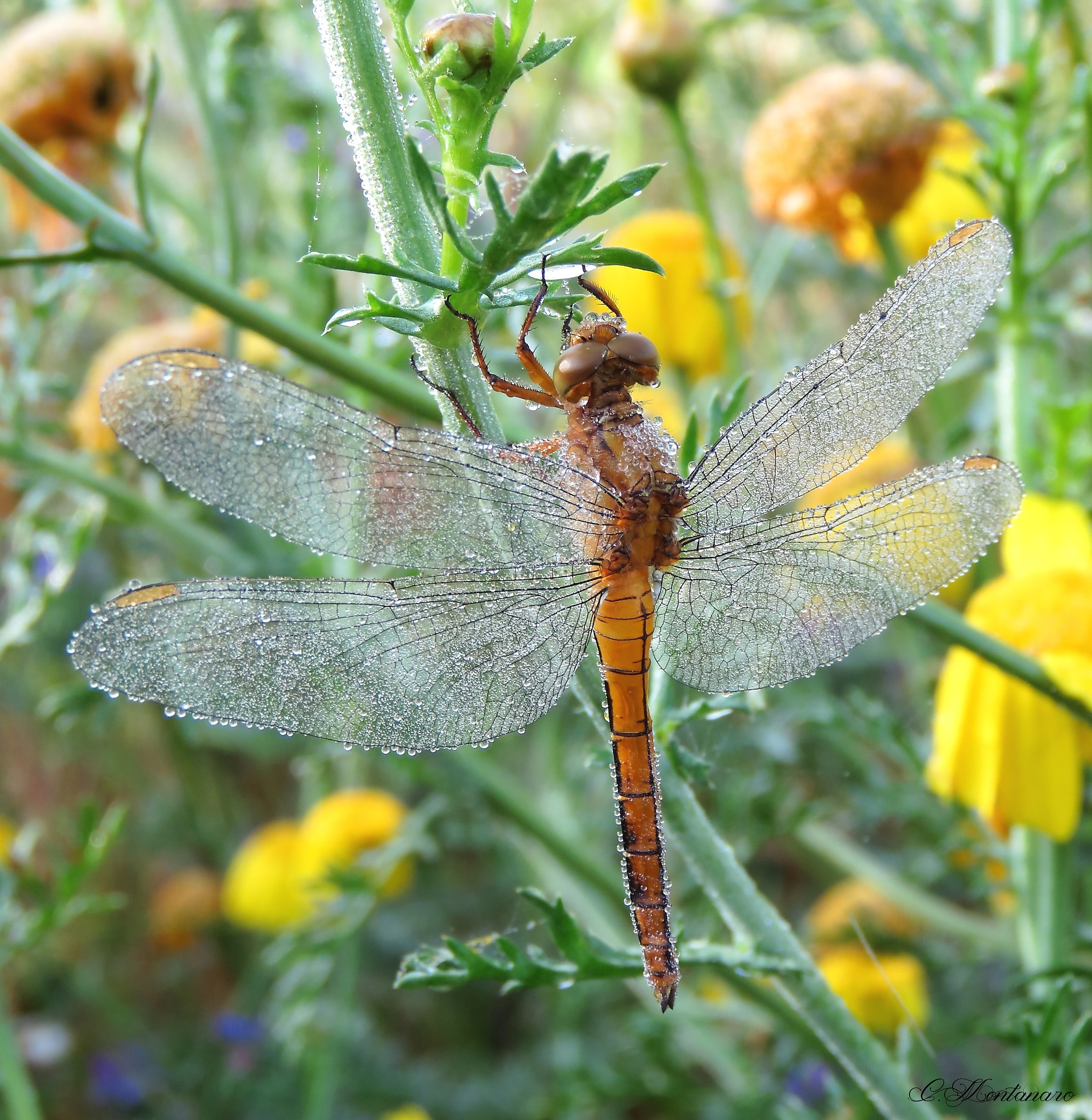 Orthetrum coerulescens