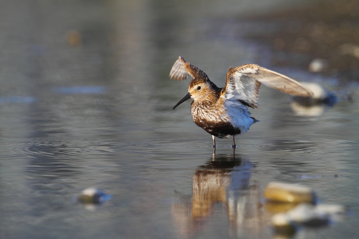 Piovanello pancianera