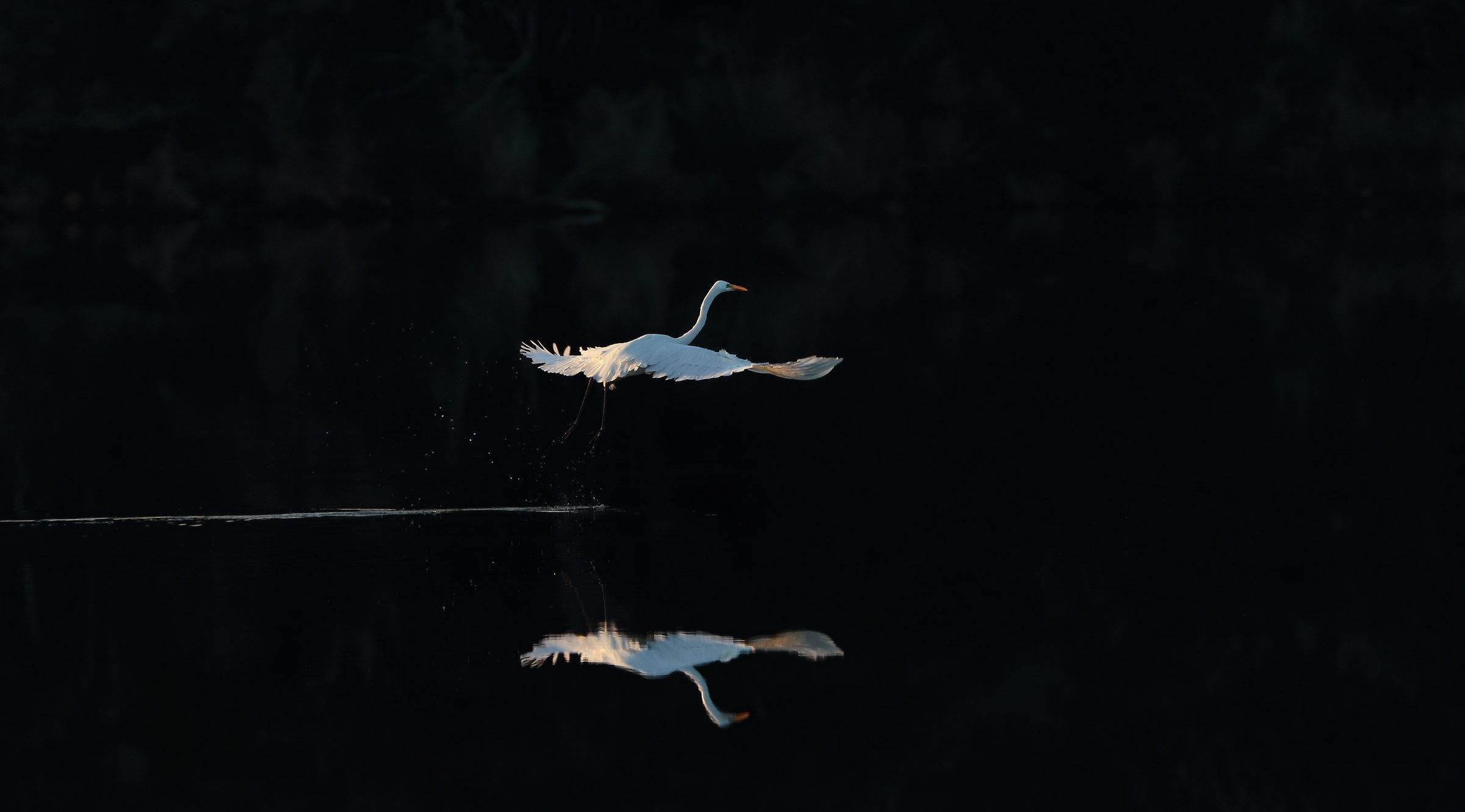 Free flight last ray of sunshine