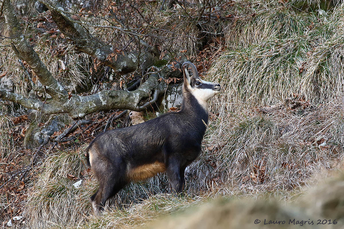 Fili, foglie e frasche