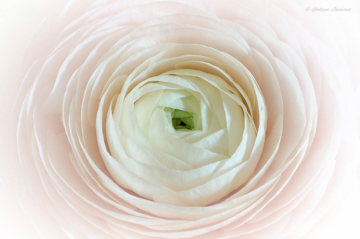 The heart of Buttercup