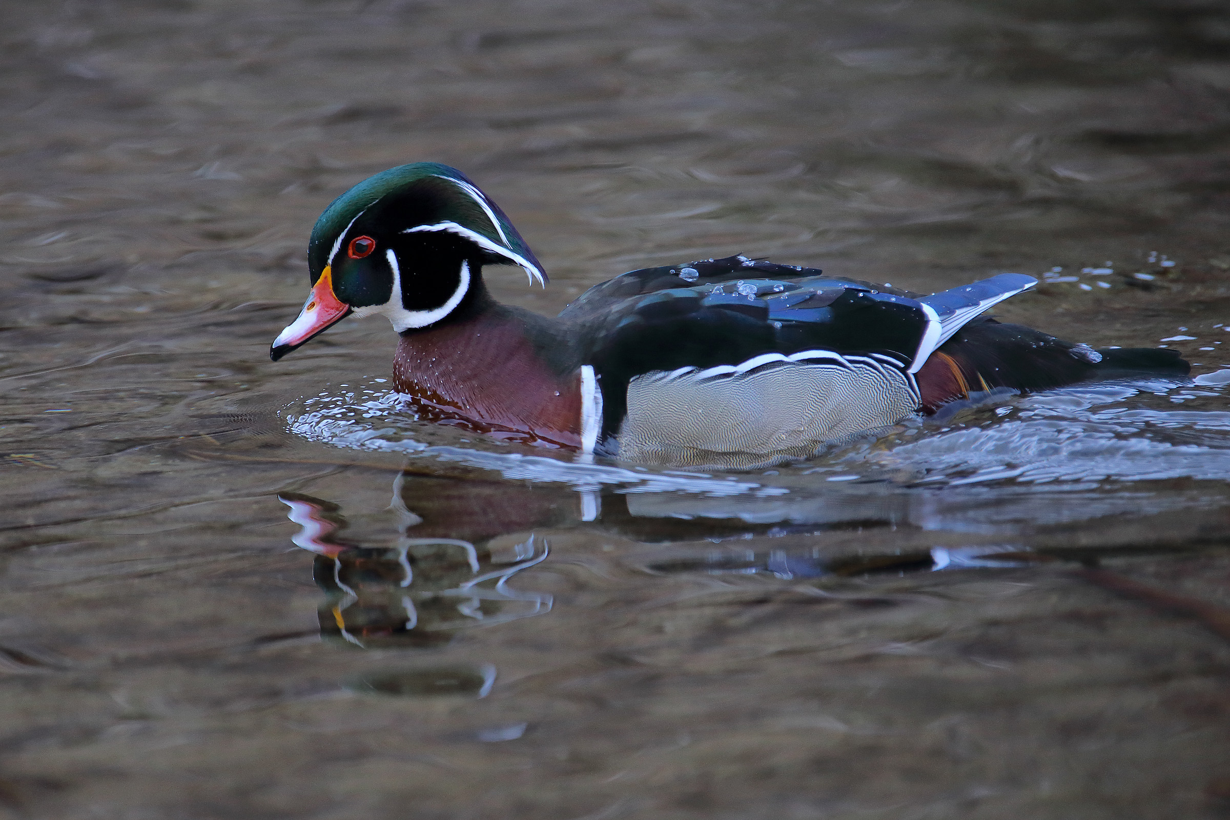 Wood duck