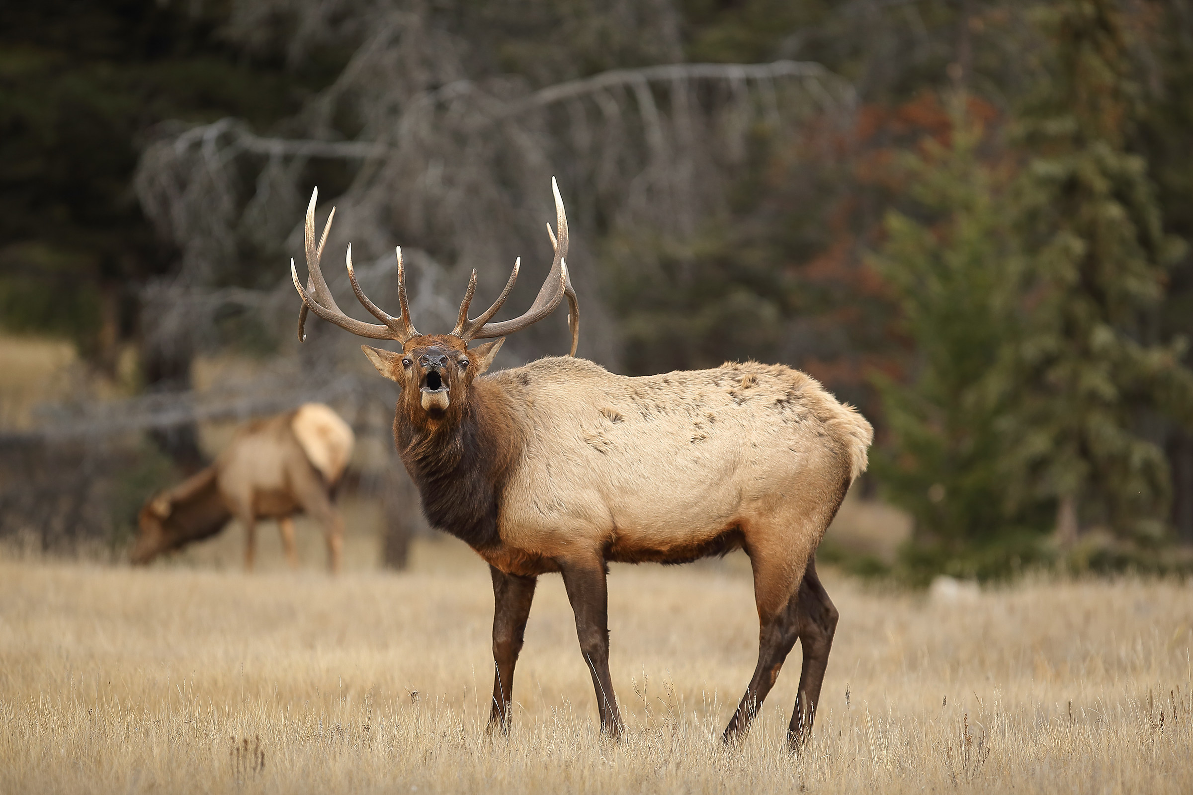 il bramito dell' Elk