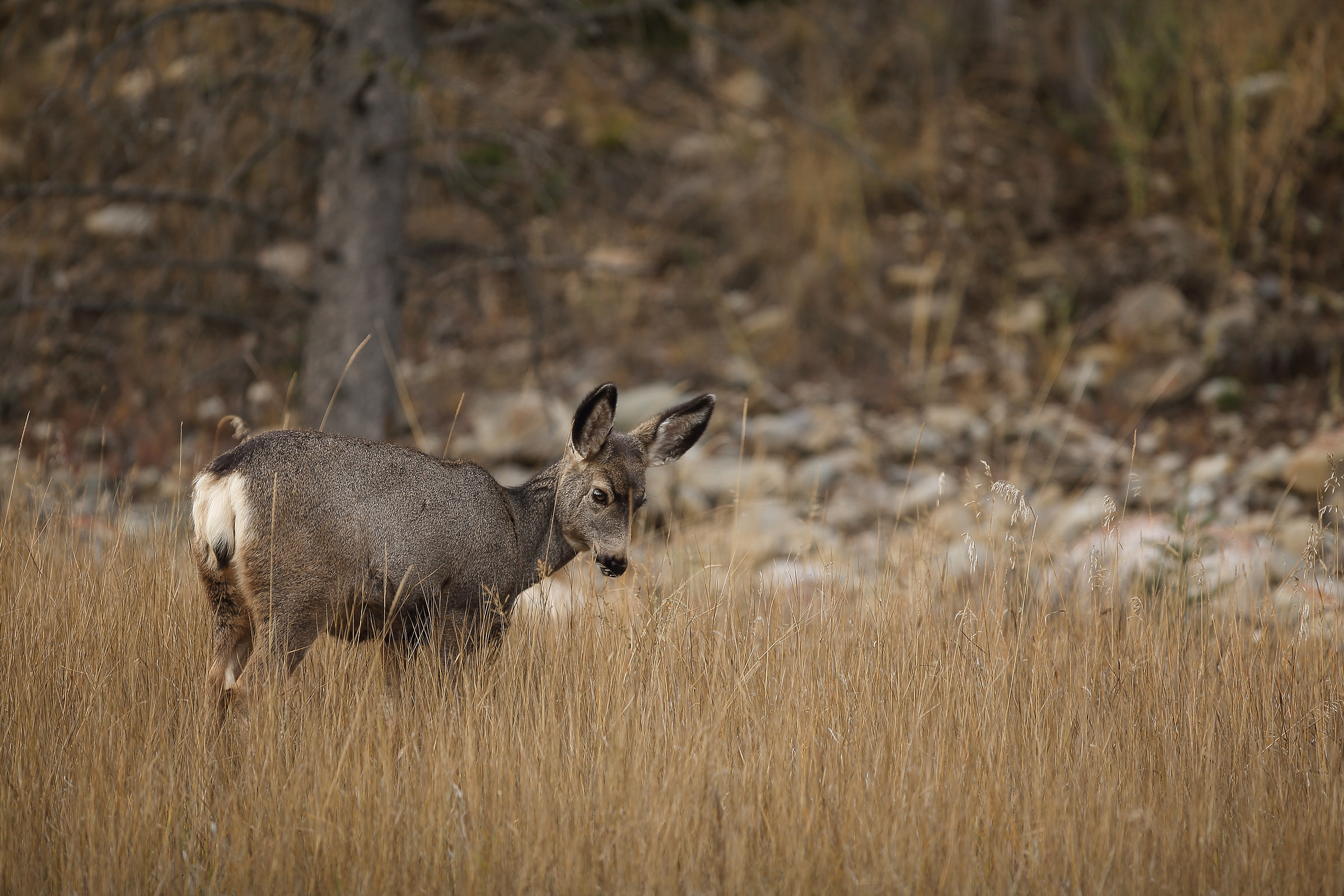 femmina di cervo mulo