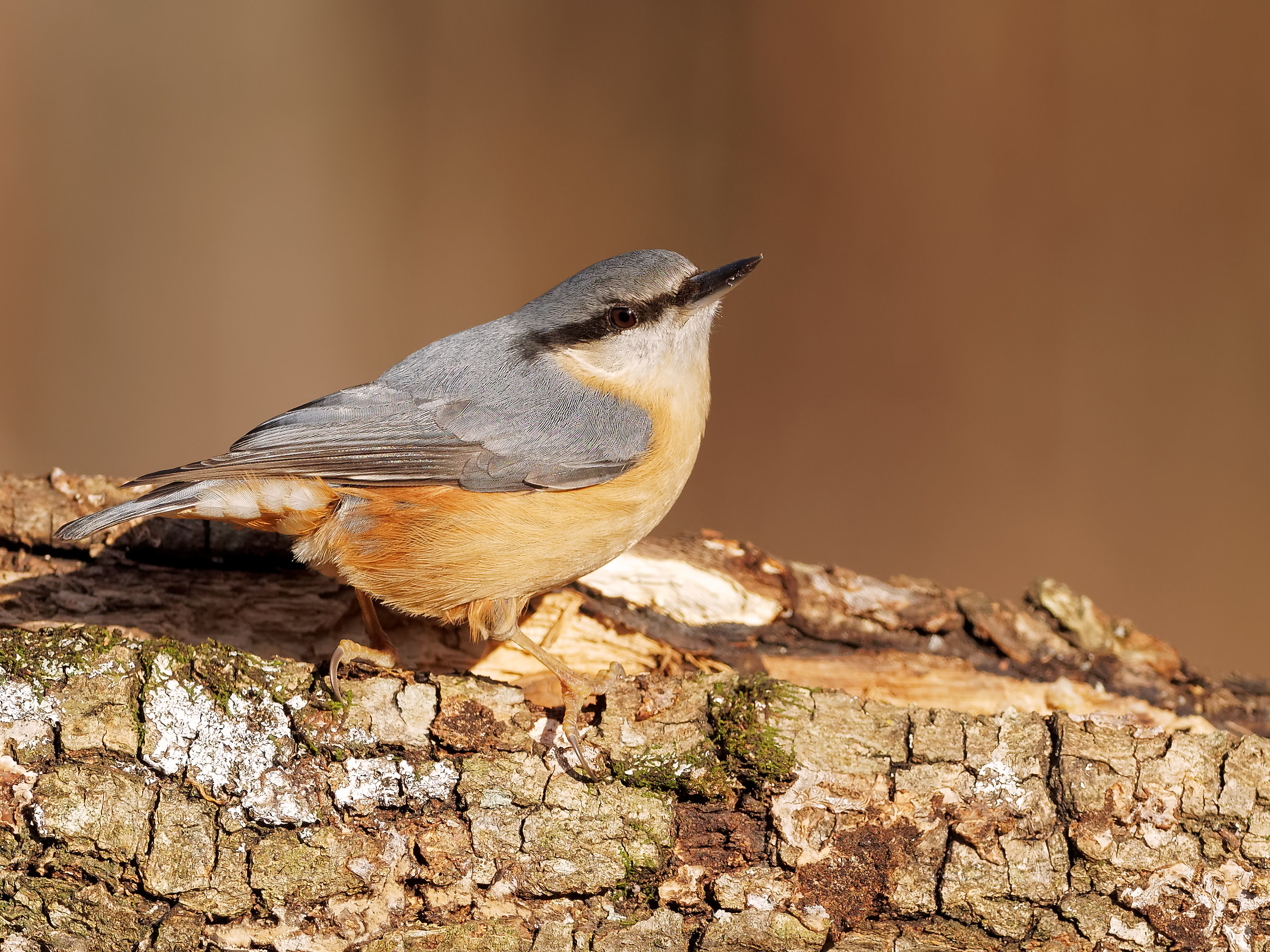 Nuthatch - crop