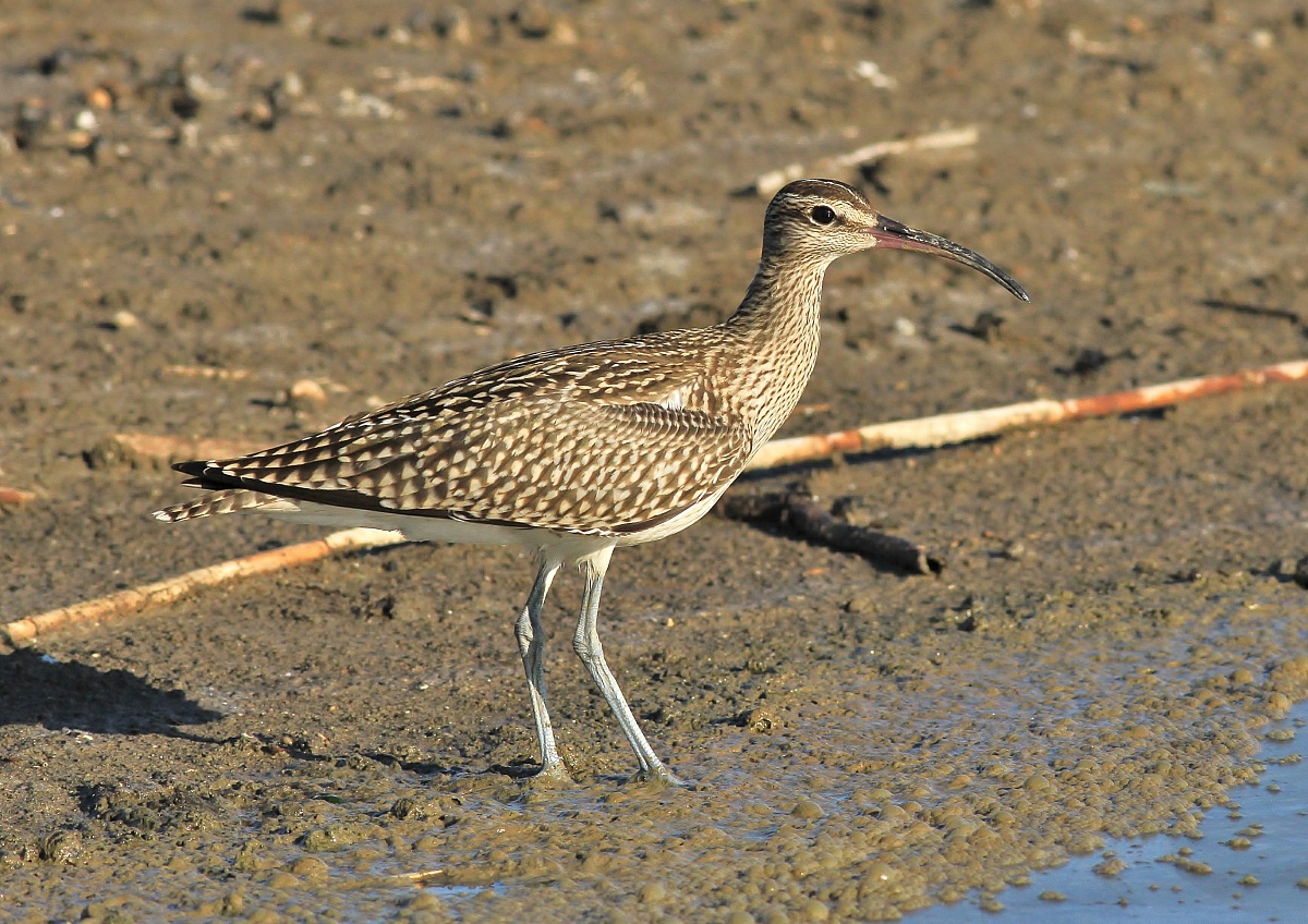 Curlew