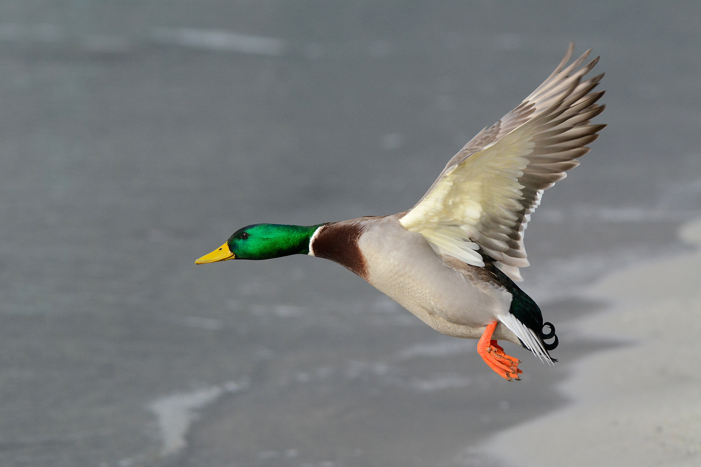 Mallard