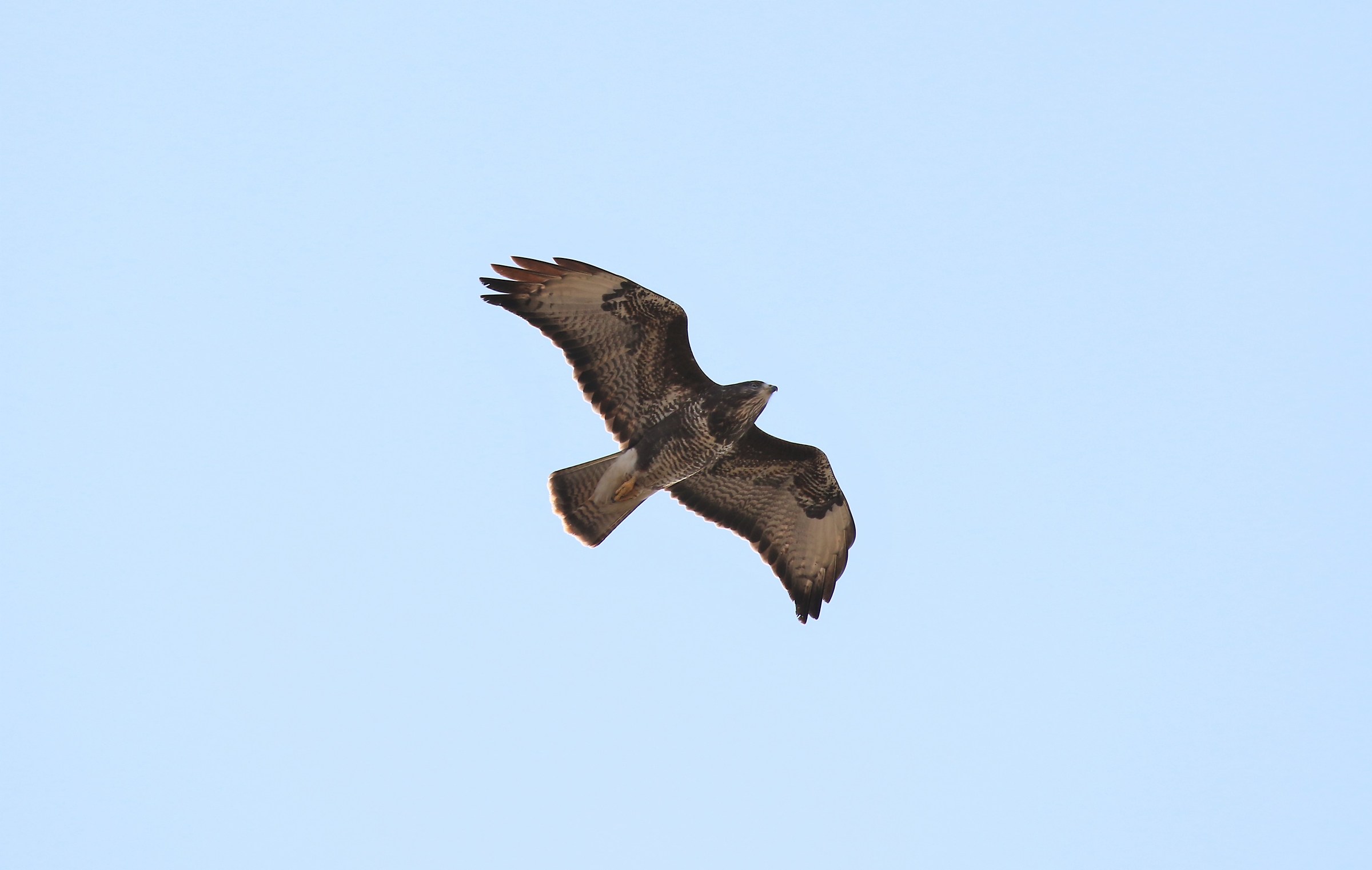 Buteo Buteo