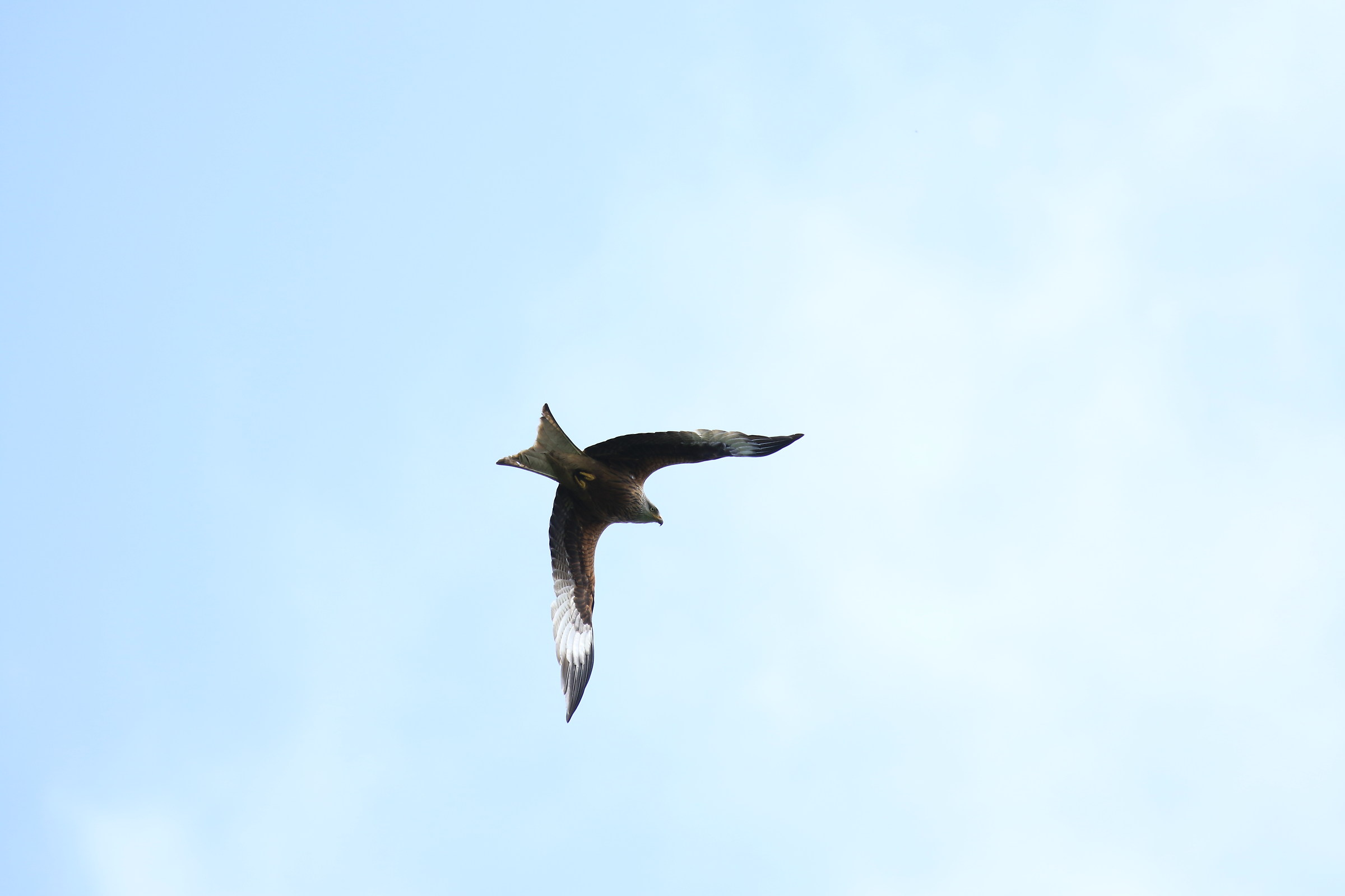 Red Kite in flight