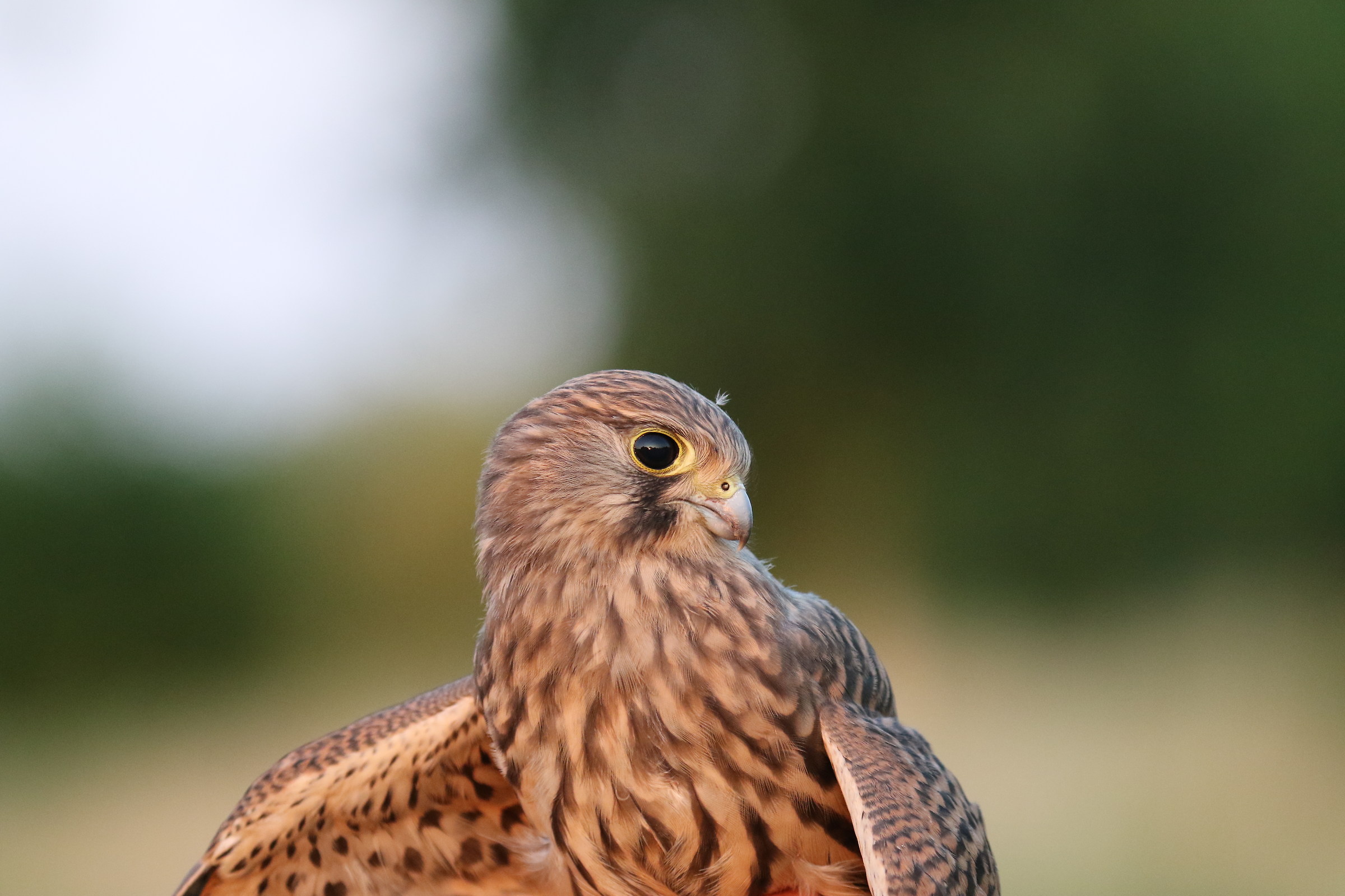 Kestrel Juvenile