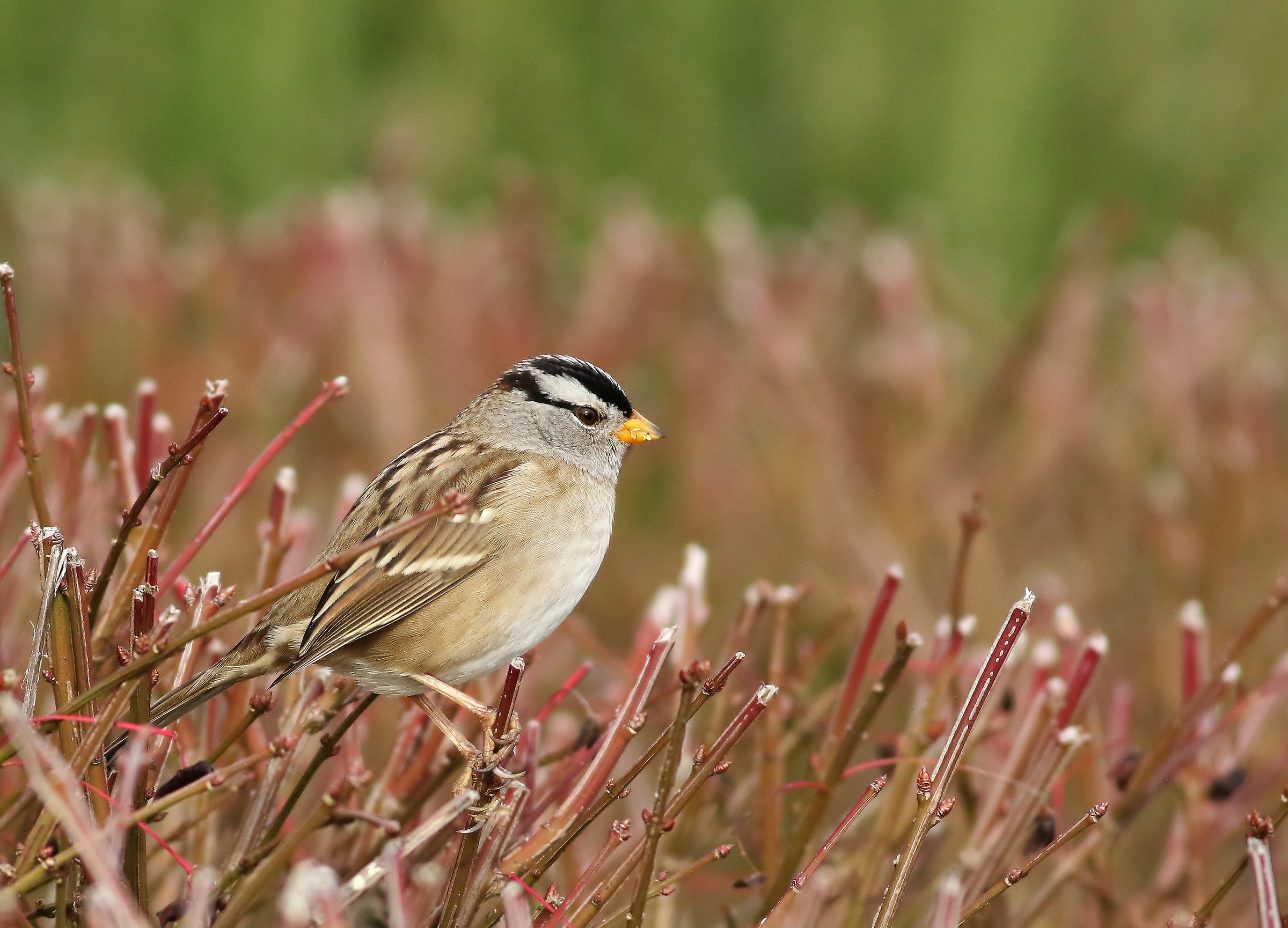 Nel bel mezzo di esso.