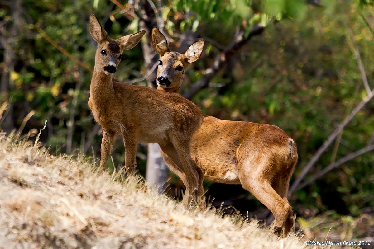 Capriolo femmina con cucciolo