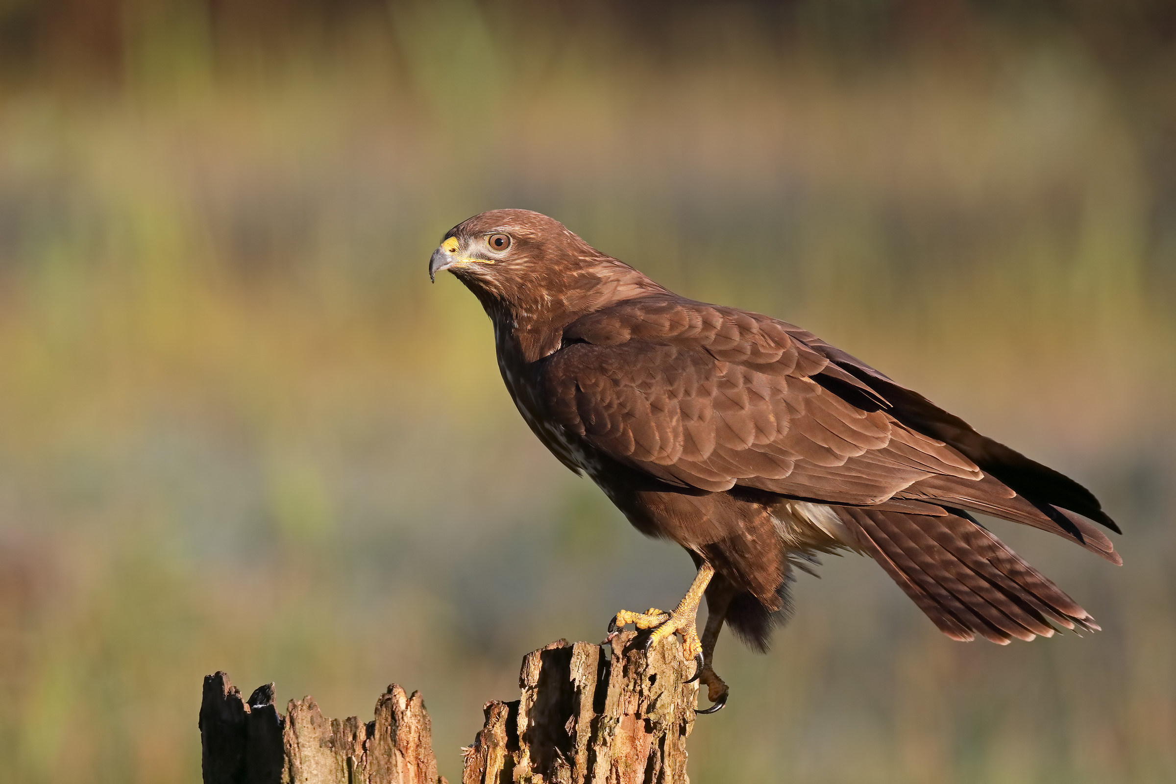 Buzzard