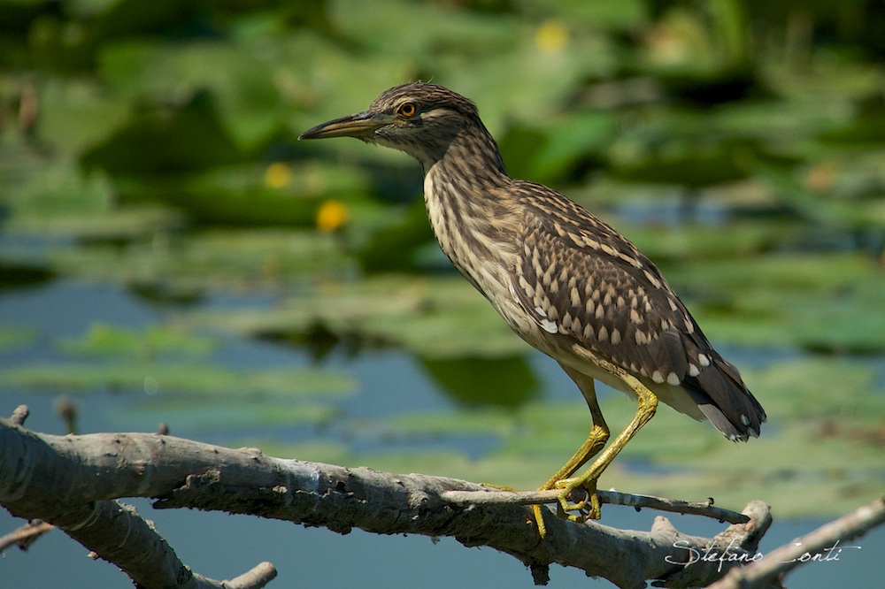 Portrait of young night heron