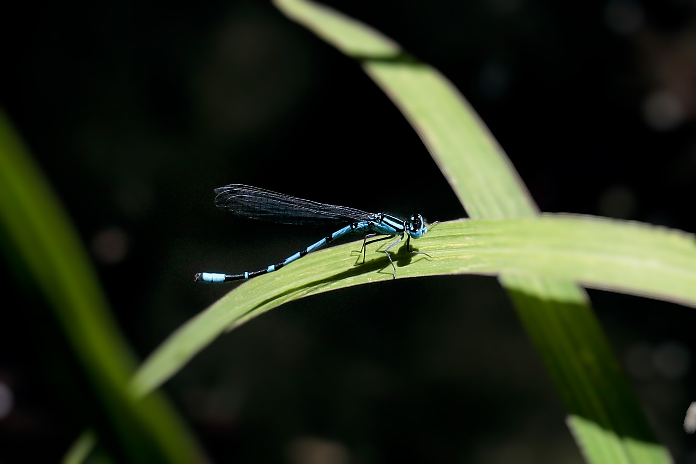 Libellula Damigella