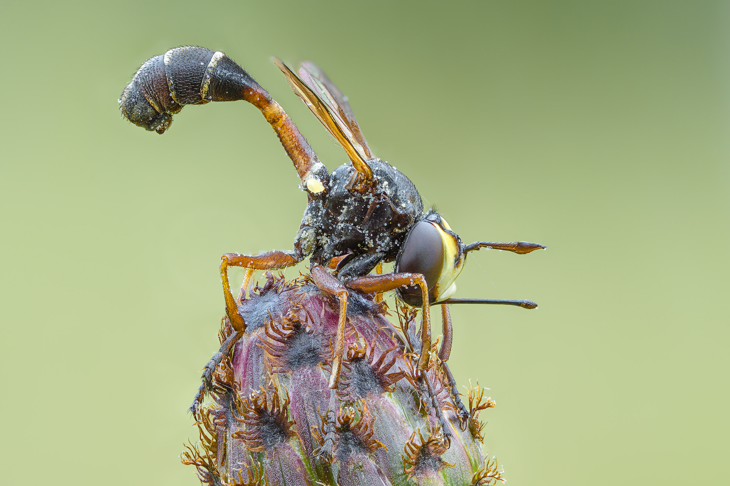 Physocephala rufipes