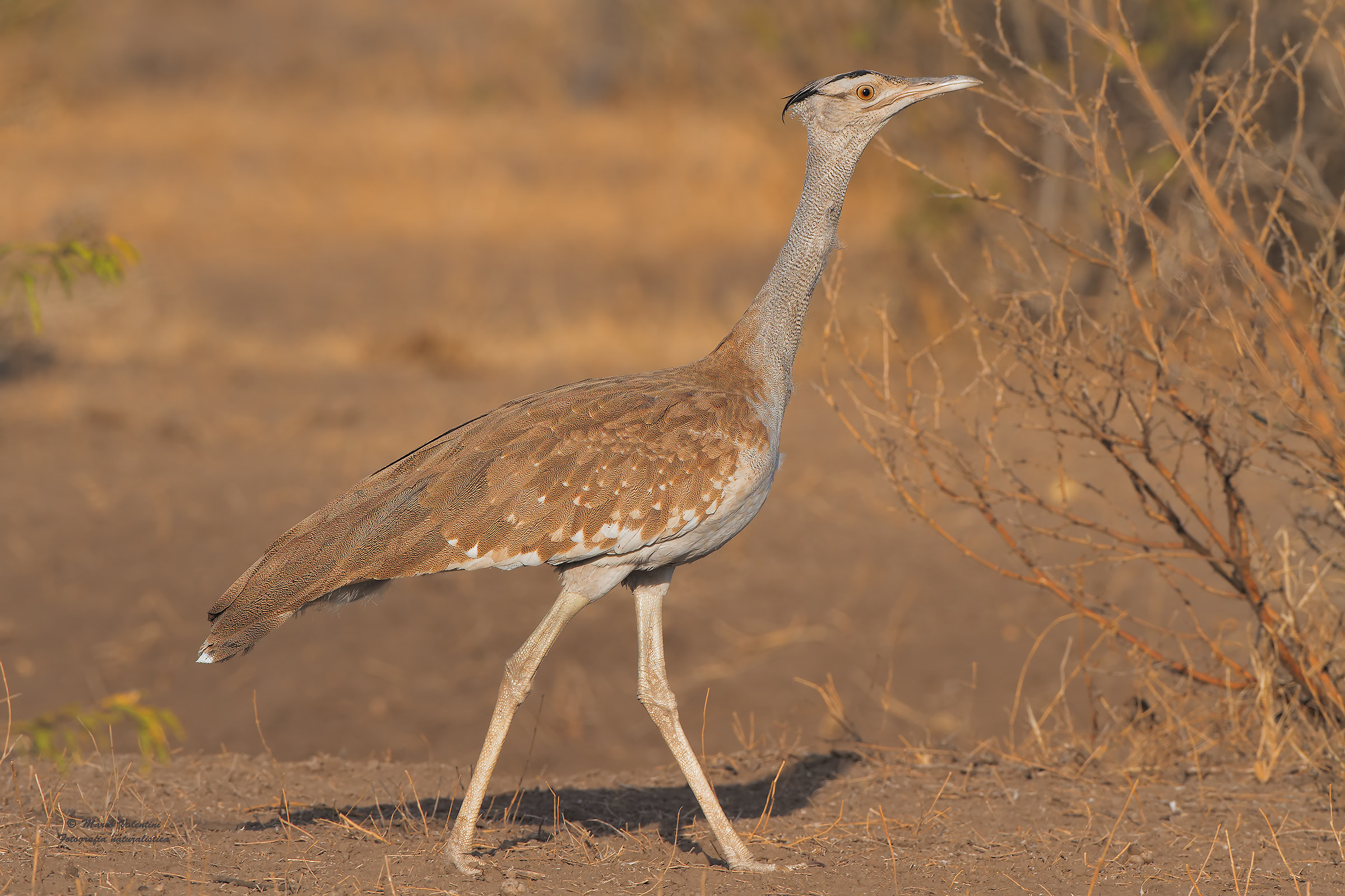 Arabian bustard