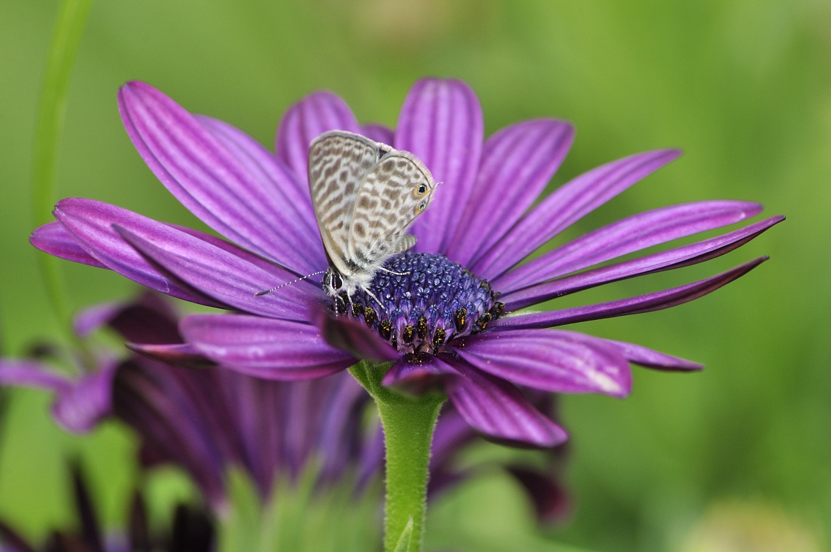 Leptotes pirithous (Linnaeus, 1767) - Lycaenidae Polyom