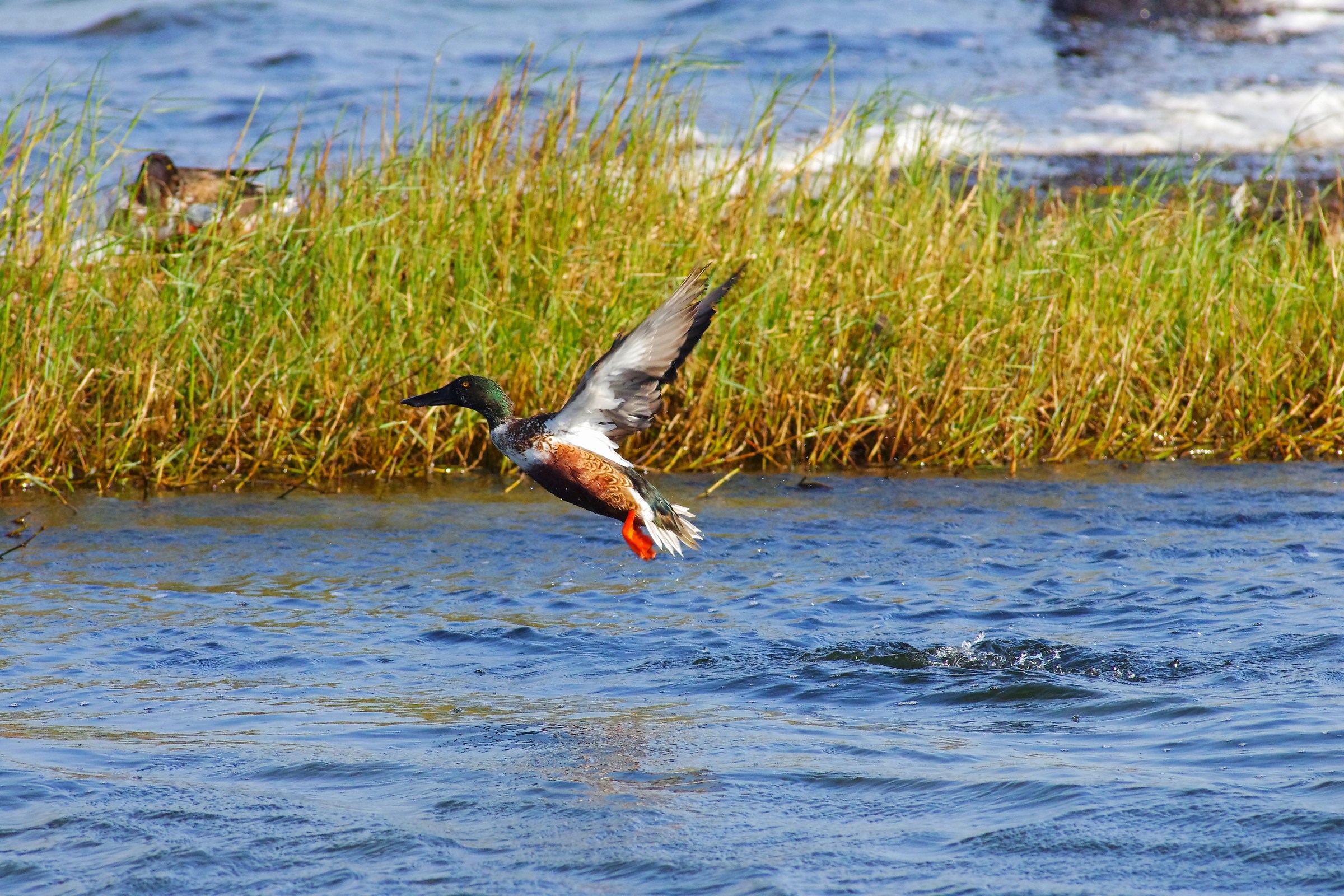 Nothern Shoveler
