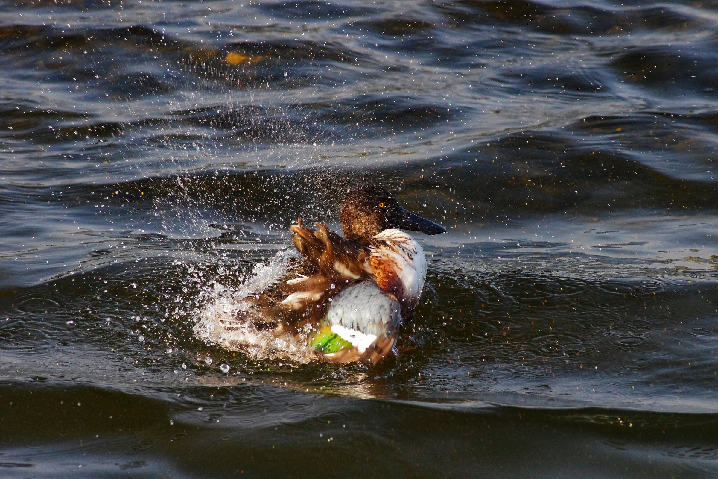 Nothern Shoveler