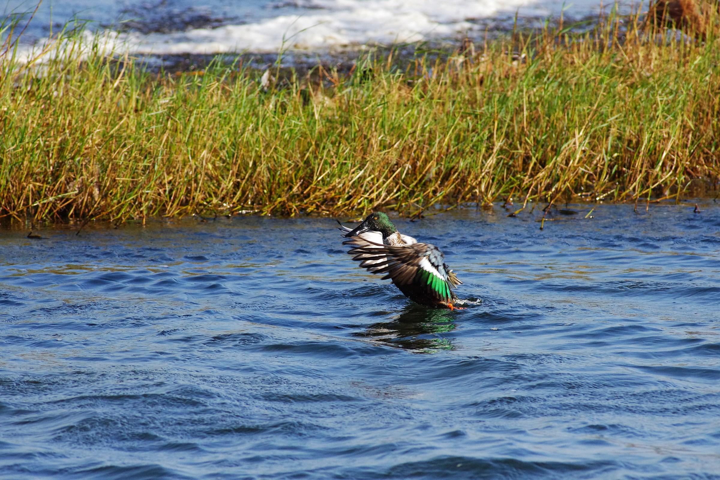 Nothern Shoveler
