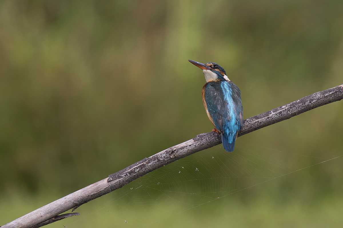 alcedo