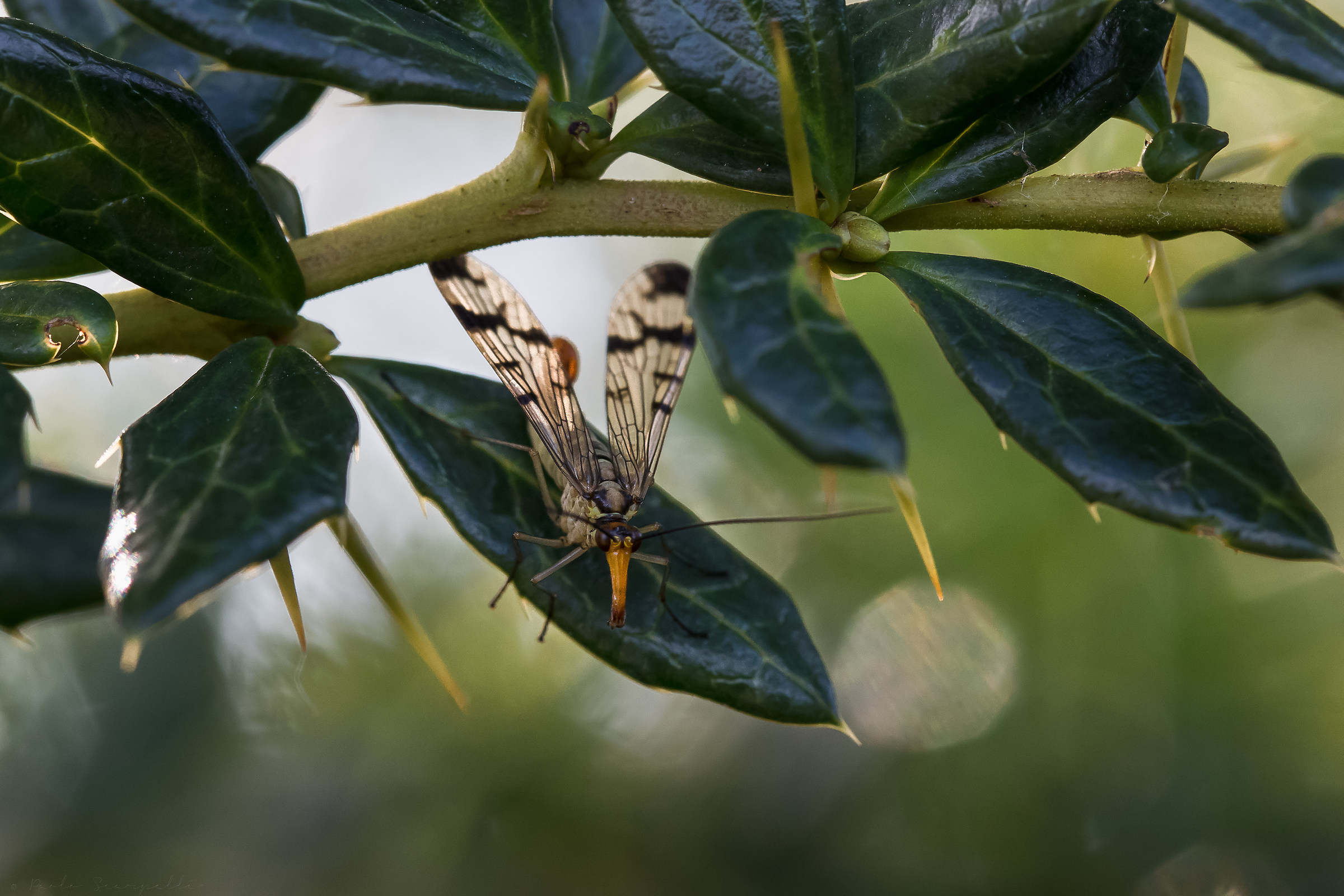 Scorpion fly