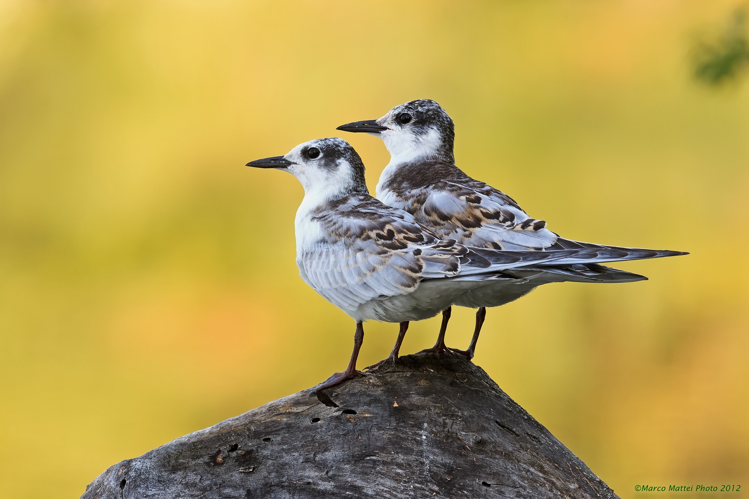 Pullo di Mignattino e suo fratello