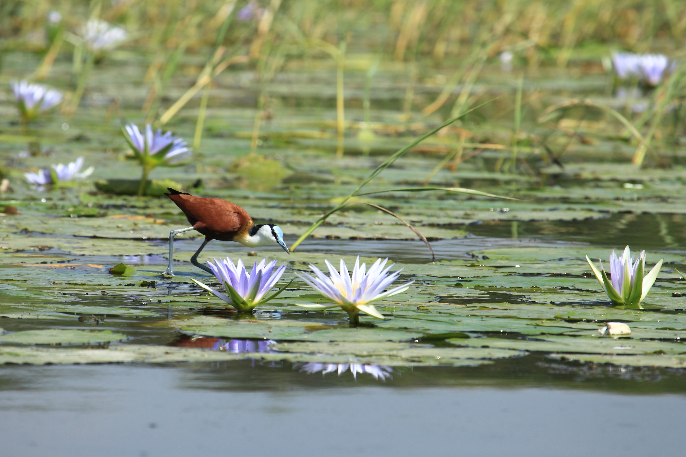 Jacana africana - Lago Awasa, Etiopia