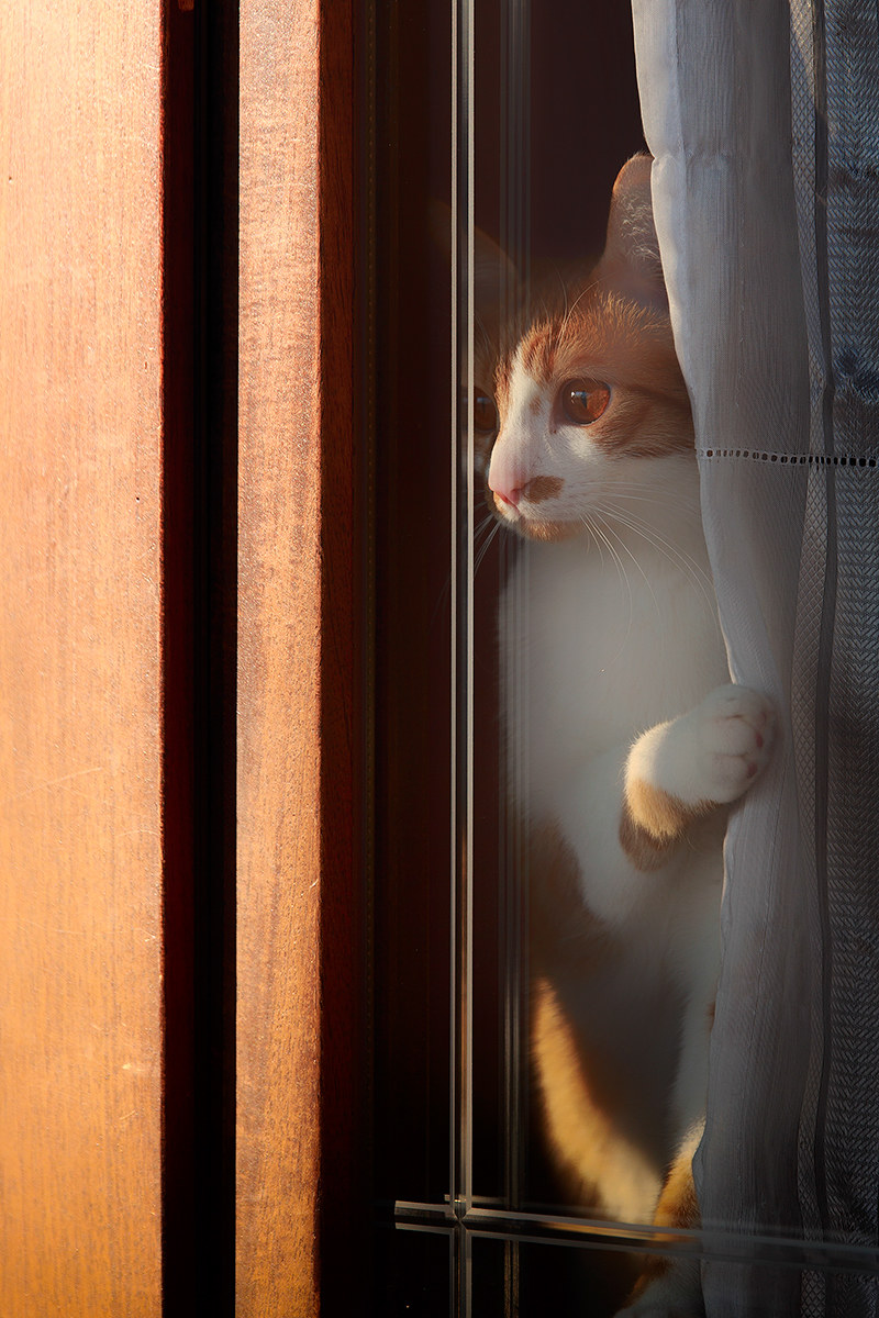 day of captivity 435