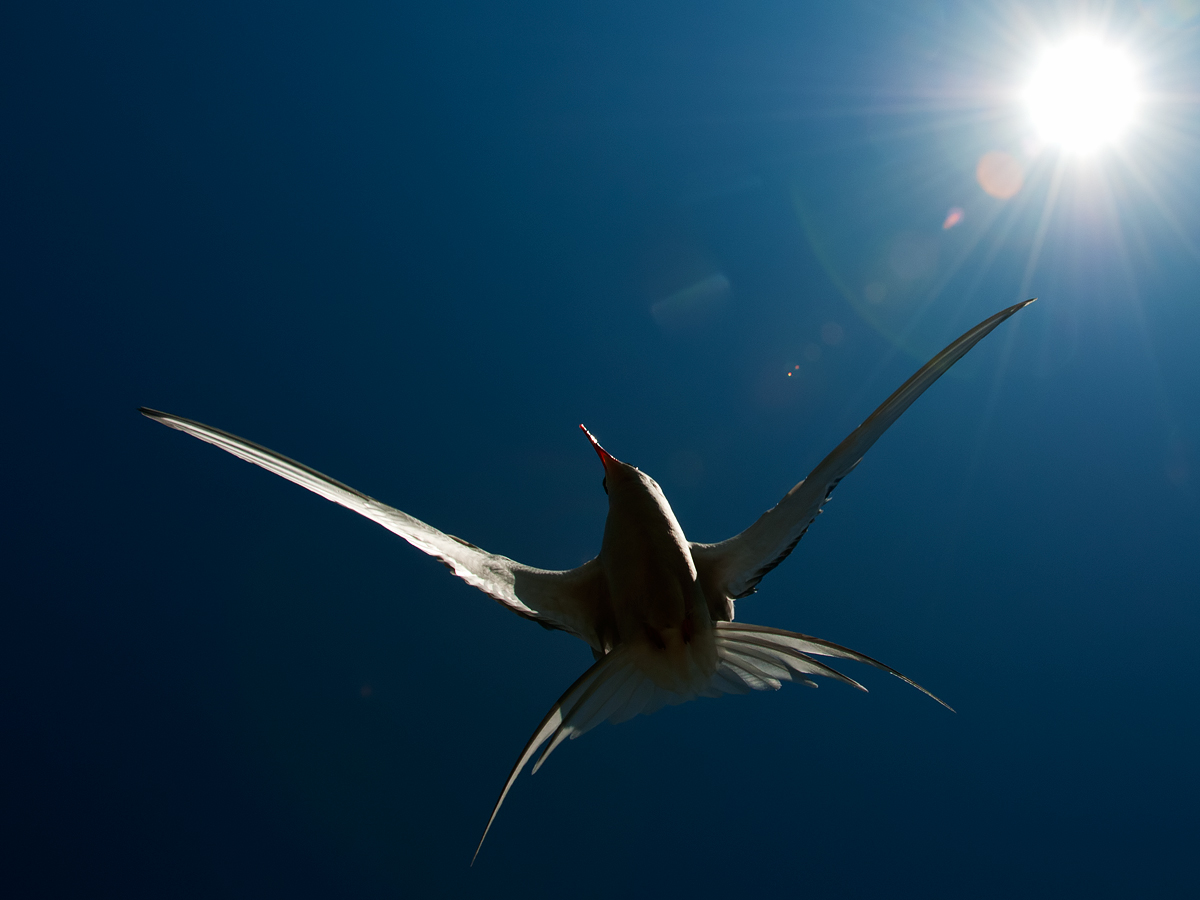 Sterna artica in controluce