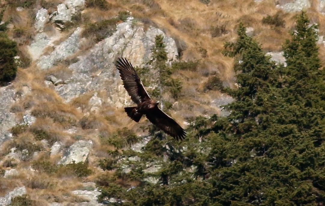 Aquila reale adulto femmina