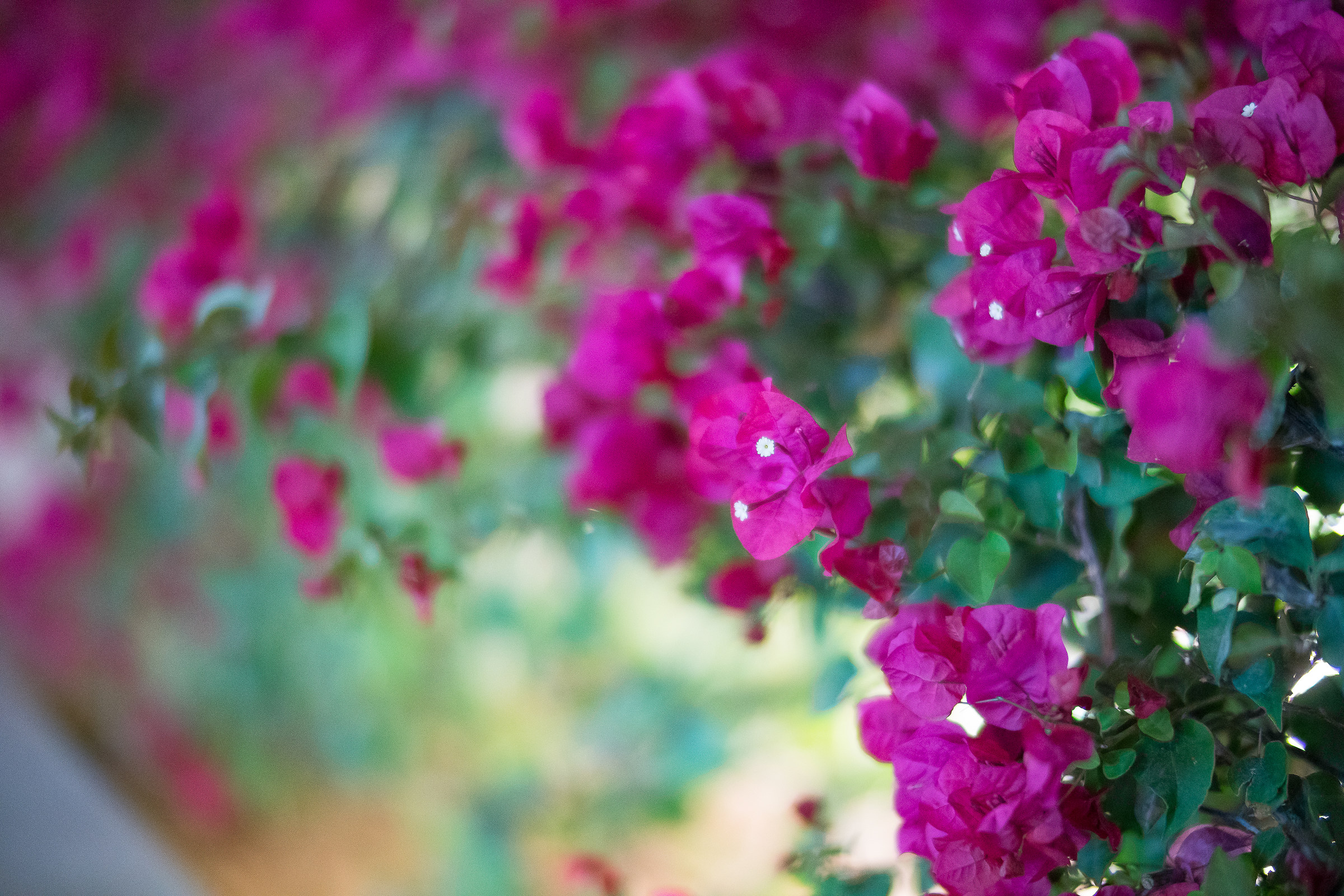 Bougainvillea night