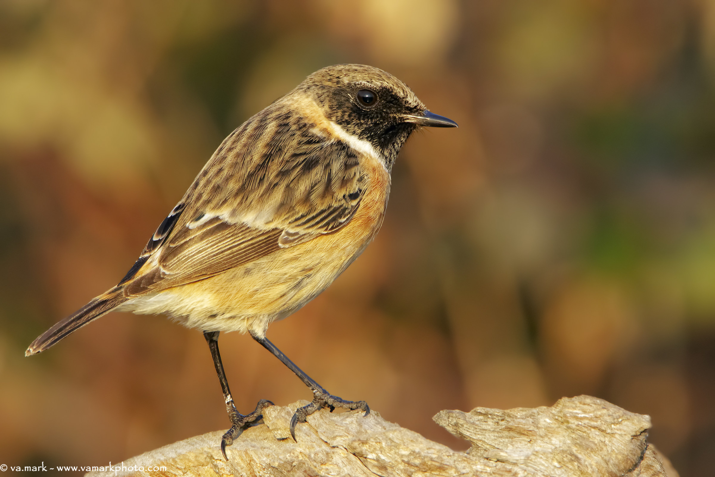 Stonechat (m)