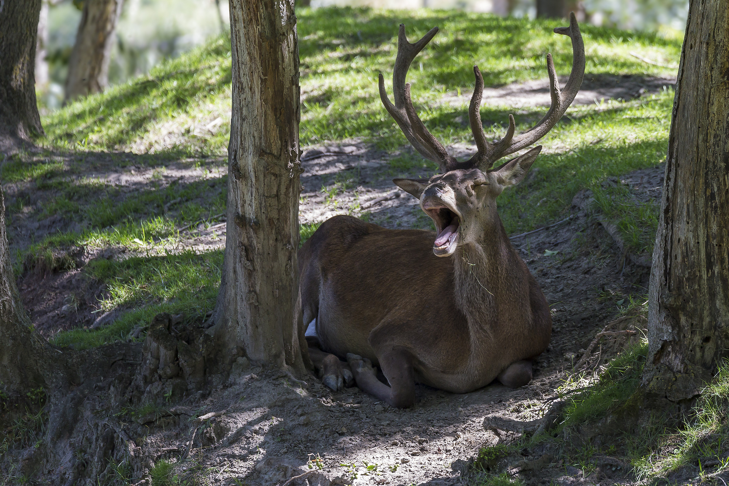 Un grande sbadiglio.
