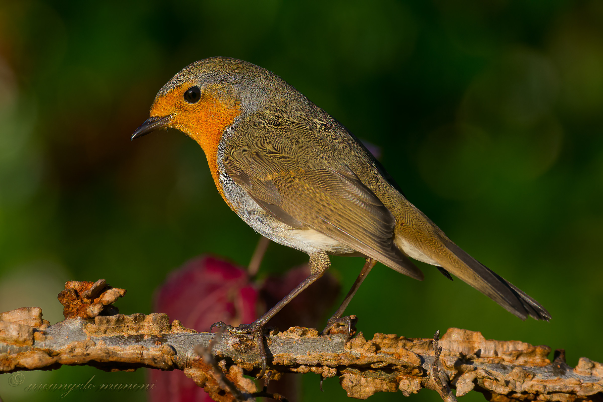 Robin