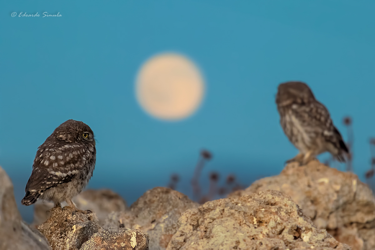 Owls and moon