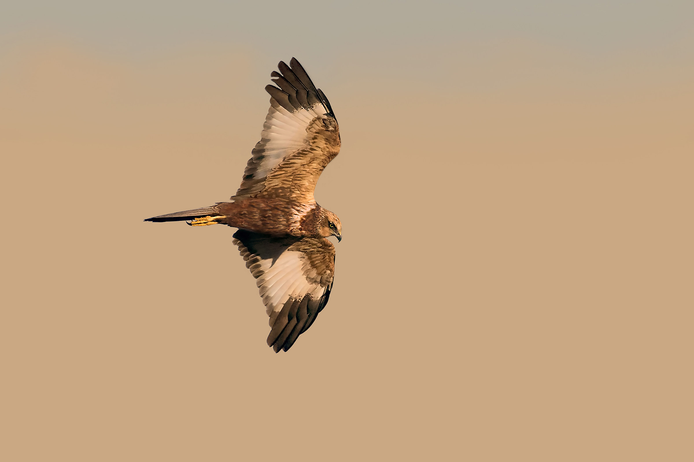 male marsh harrier