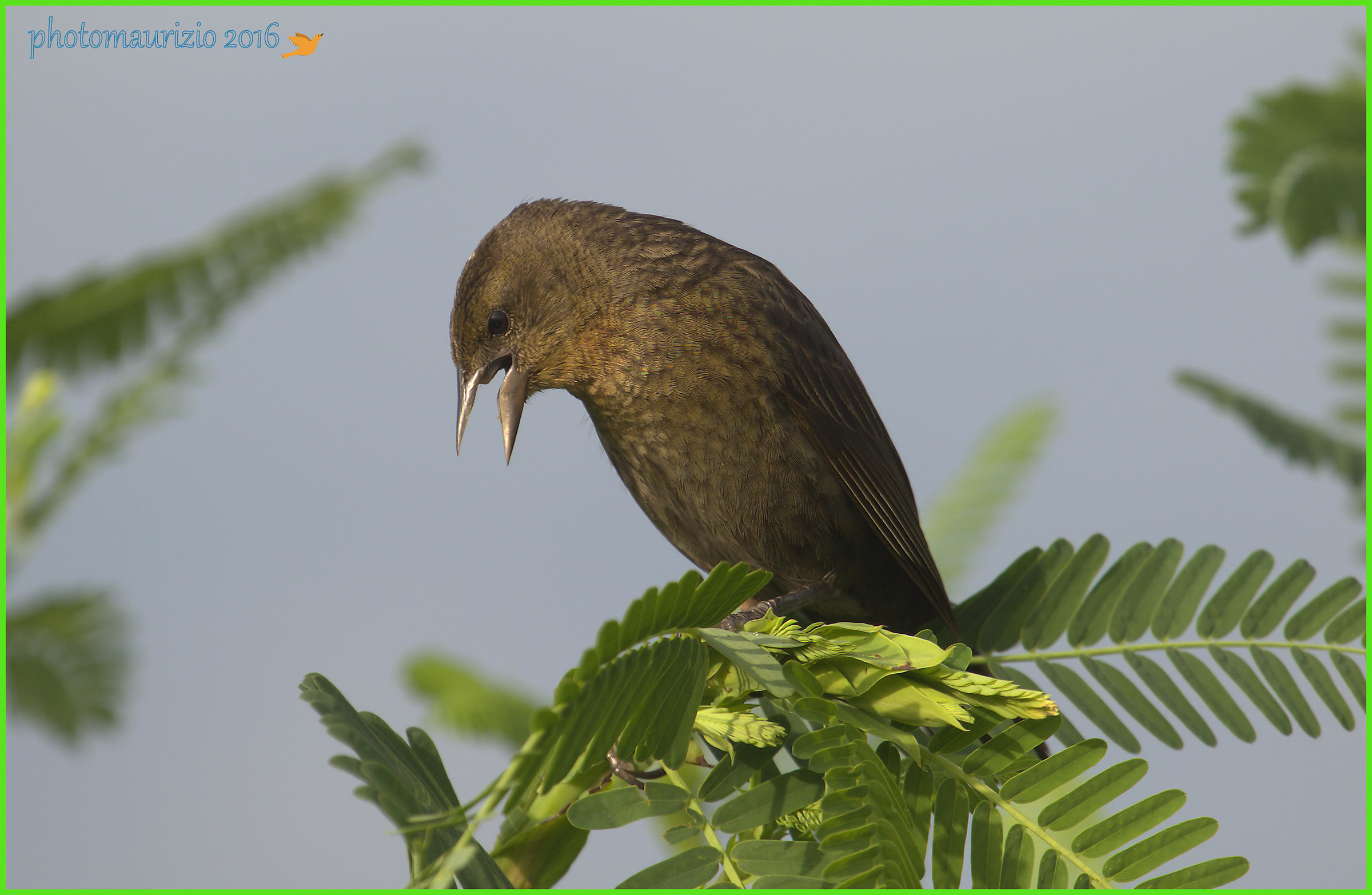 capocastano jaundice (I think female)