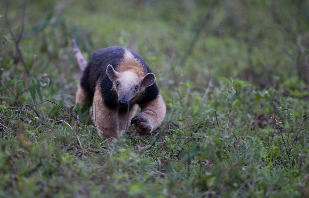 Tamandua