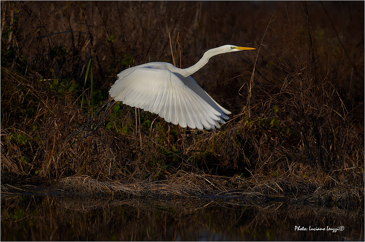 The white in flight