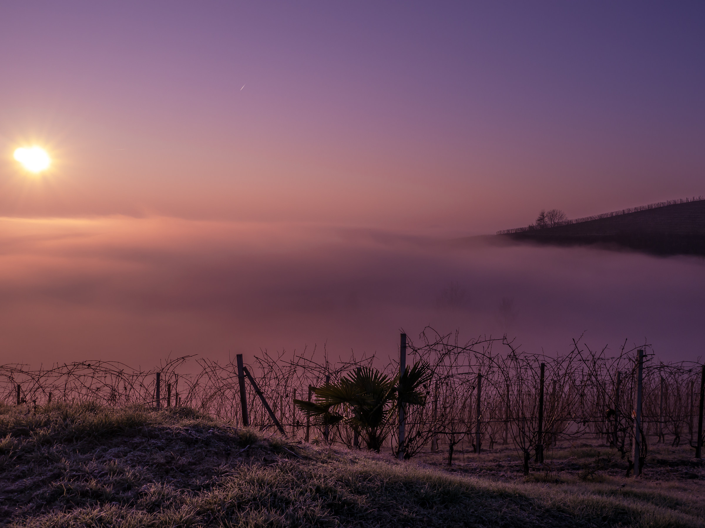 una palma in riva al mare
