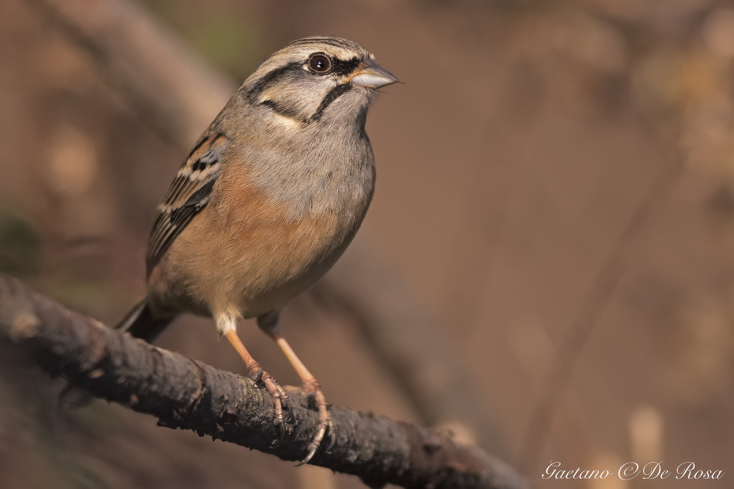 Rock Bunting