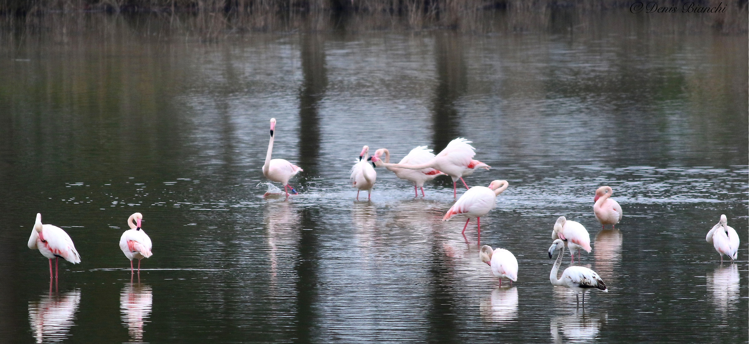 Pink flamingos
